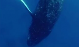 深海恐惧症视频,揭秘深海恐惧症的神秘世界